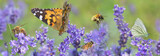 Fototapeta Tulipany - scenic nature with honey bee and butterfly on lavender flowers in panoramic view.