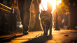 Promenade d'un chat au coucher de soleil en ville, 8K