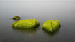 Bright Green Algae on Rocks