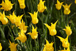 Yellow lily shape tulip flowers in sunny day in city park