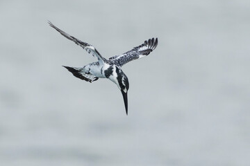 Wall Mural - Pied kingfisher, bird, kingfisher