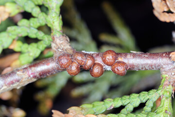 Wall Mural - Fletcher scale, Arborvitae soft scale, Thuja soft scale (Parthenolecanium fletcheri (Cockerell) (Hemiptera: Coccidae). Insects on the thuja shoot in the garden.