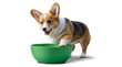 Isolated dog puppy with dog bowl. Hungy Corgi puppy lying next to it's dog bowl Generative AI.