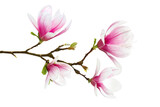 Fototapeta Dmuchawce - A Magnolia Branch in Bloom