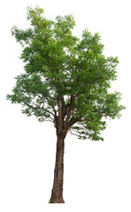 Poster - tree image dicut and removed original background, PNG transparent 