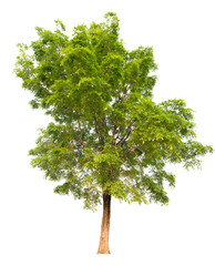 Poster - tree image dicut and removed original background, PNG transparent 