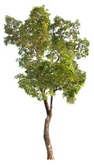Poster - tree image dicut and removed original background, PNG transparent 