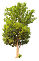 Poster - tree image dicut and removed original background, PNG transparent 