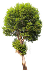 Poster - tree image dicut and removed original background, PNG transparent 