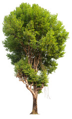 Poster - tree image dicut and removed original background, PNG transparent 
