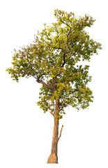 Poster - PNG real tree image transparent background, high resolution real tree picture  