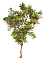 Poster - PNG real tree image transparent background, high resolution real tree picture  