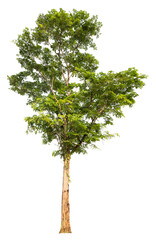 Poster - PNG real tree image transparent background, high resolution real tree picture  