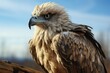 Bald eagle hawk closeup shot Generative AI