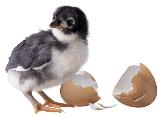 Wall Mural - Eggshell broken behind a chick