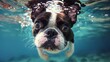 Playful dog diving underwater in a summer vacation scene with pet, creating a hilarious moment