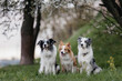 three trained Border Collie dogs are sitting in nature under a flowering tree