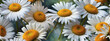 Daisies with a watercolor background.