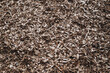 Copeaux de bois pour faire du paillage agricole - Texture macro matière organique