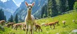 Charming alpacas peacefully grazing on the lush and vibrant green mountain pasture