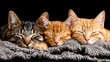 Three kittens sleep snugly side by side on a grey knitted blanket, exuding warmth and calmness.