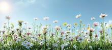 Tranquil Meadow With White And Pink Daisies, Yellow Dandelions Under Morning Sun, Perfect For Text.