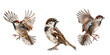 house sparrow bird collection, portrait, flying and standing, Isolated on Transparent Background, cut out. PNG
