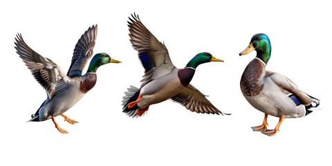 male mallard bundle, portrait, standing, and flying, isolated on transparent background, cut out. pn