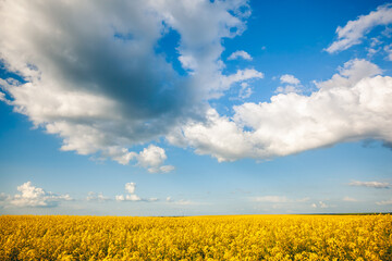 Canvas Print - Bright yellow canola field and blue sky on a sunny day.