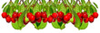 Cherries on a branch in row isolated 