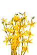 Flowering forsythia twigs on a white background
