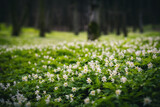 Fototapeta Desenie - A magical flower meadow in a spring forest.