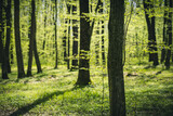 Fototapeta Na ścianę - A picturesque forest with fresh greenery in the morning sunlight.