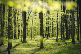 Fototapeta Desenie - A picturesque forest with fresh greenery in the morning sunlight.