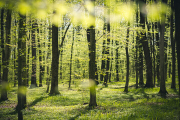 Poster - A picturesque forest with fresh greenery in the morning sunlight.