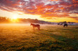 Adorable arabian horses graze on pasture at sunset in orange sun rays.