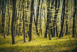 Fototapeta Desenie - A picturesque forest with fresh greenery in the morning sunlight.