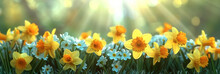 Yellow Daffodils In The Grass With Blue Sky And Sunlight Background, Yellow Flower In Field,spring Flower,  Banner