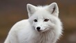 An Arctic Fox With Its Ears Perked Forward Alert
