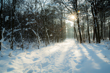 Wall Mural - The sun over the path in the winter forest