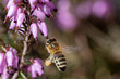 Honigbiene mit Pollen im Flug