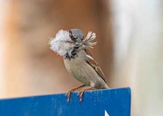 Wall Mural - House sparrow perched on a sign with nest material in mouth