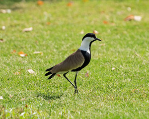 Wall Mural - Spur winged lapwing stood on grass in garden