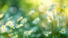 Summer Cynosure: Zoom Blur Of Daisies In Garden, With Copy Space At Top And On The Right