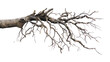 Roots of a tree, isolated on transparent background.