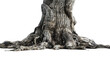 Roots of a tree, isolated on transparent background.