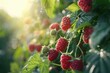 Fresh raspberries hanging from a tree branch, perfect for food and nature-themed designs