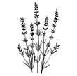 lavender plant, lavender flowers vector