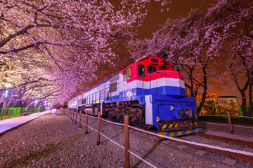 Wall Mural - Cherry blossom and train in spring at night It is a popular cherry blossom viewing spot, jinhae, South Korea.