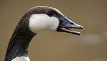 A Goose With Its Beak Open In A Silent Call